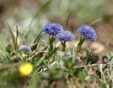 Nacktstengelige Kugelblume